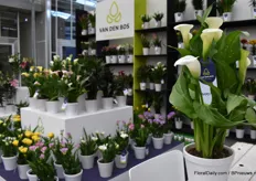 Number two is the Calla Ivory Art. This is the newest variety of Könst but Van den Bos Flowerbulbs has exclusive rights to sell this beauty.